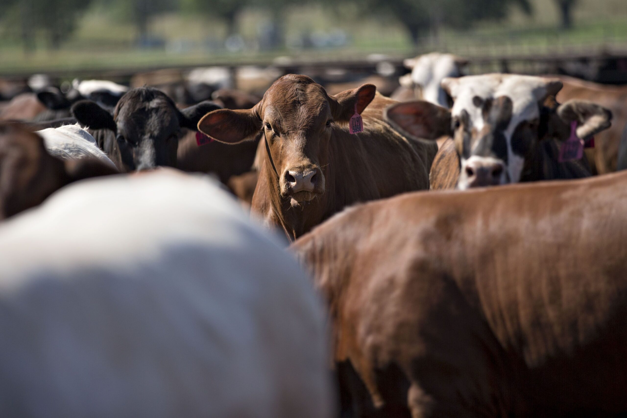 One Screwworm Case in Texas Could Reshape Livestock Insurance Risk